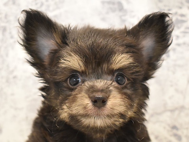 群馬県のハーフ犬・ミックス犬 (ペッツワン伊勢崎店/2024年7月3日生まれ/男の子/ブラックタンホワイト)の子犬